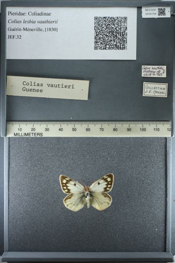 Media type: image;   Entomology 181754